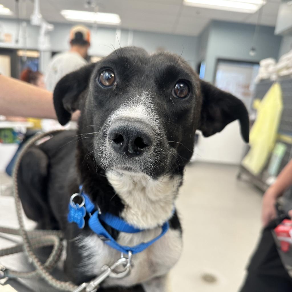 adoptable Dog in Kanab, UT named Wish