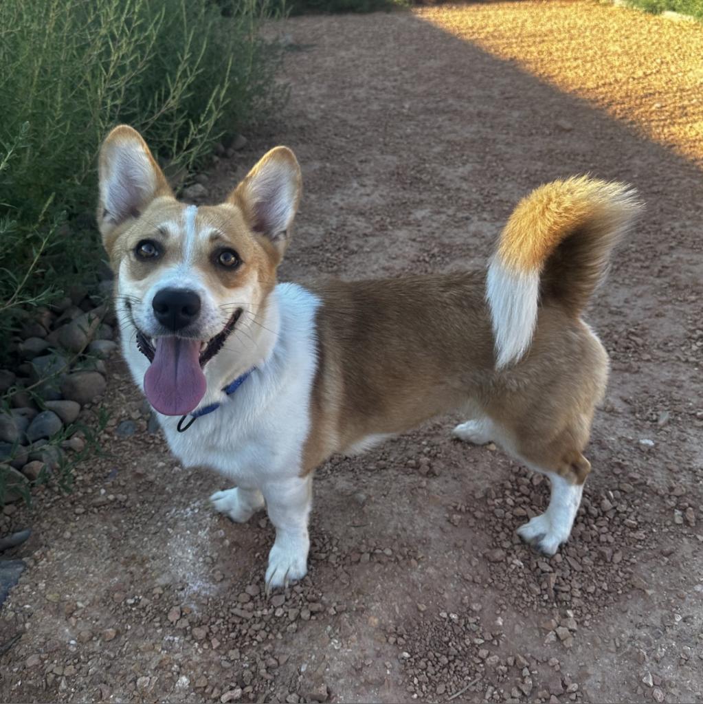 adoptable Dog in Kanab, UT named Pixie