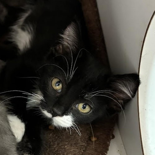 Milkyway, Baby Domestic Short Hair, cat for adoption in Kanab, Utah