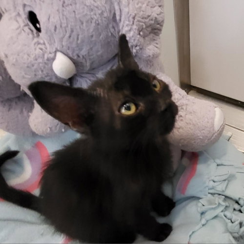 Tanner, Baby Domestic Short Hair, cat for adoption in Kanab, Utah