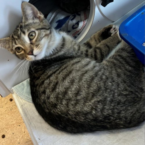 Roo, Young Domestic Short Hair, cat for adoption in Kanab, Utah