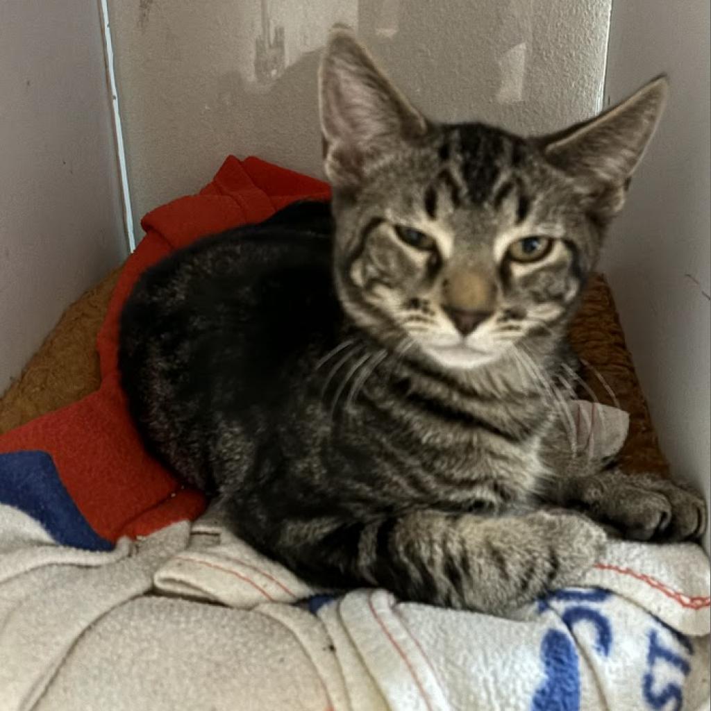 adoptable Cat in Kanab, UT named Kenga