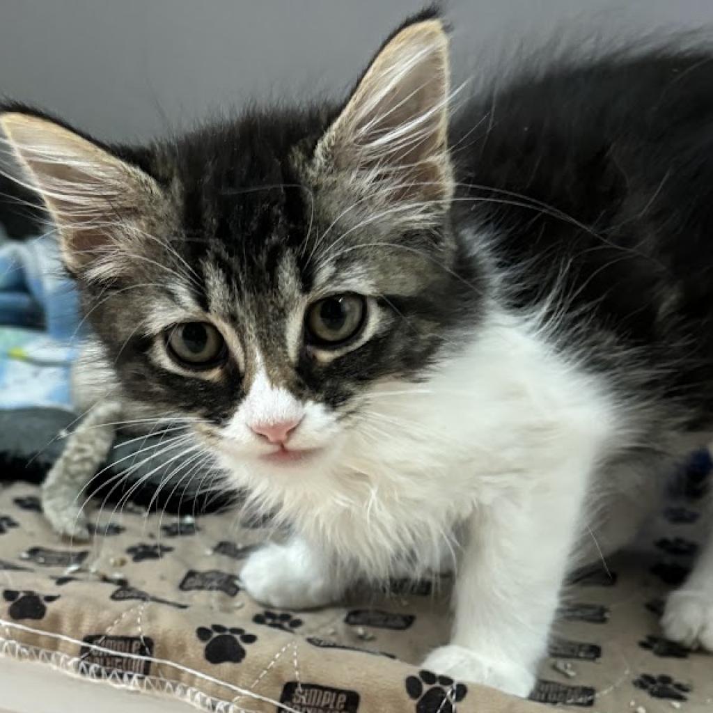 adoptable Cat in Kanab, UT named Lana