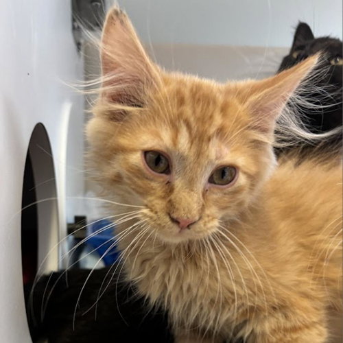 Kelel, Baby Domestic Long Hair, cat for adoption in Kanab, Utah