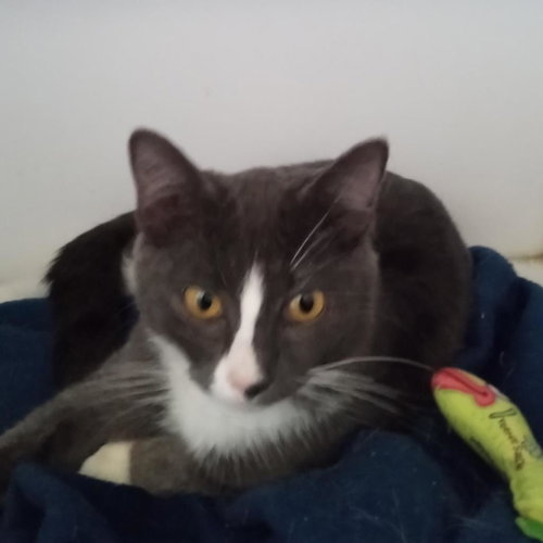 Glory, Young Domestic Short Hair, cat for adoption in Kanab, Utah