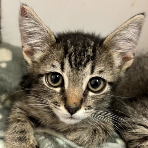 Thorn, Baby Domestic Short Hair, cat for adoption in Kanab, Utah