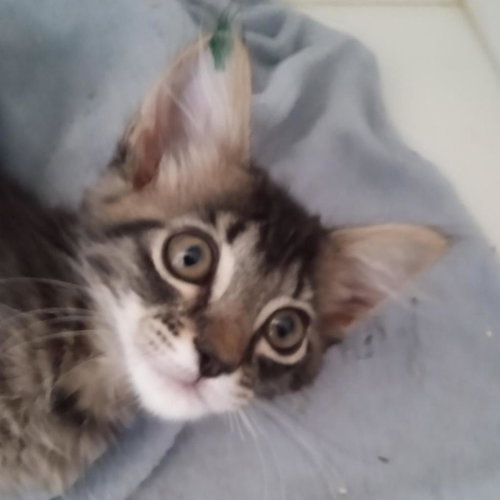 Faye, Baby Domestic Short Hair, cat for adoption in Kanab, Utah