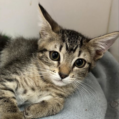 Winter, Baby Domestic Short Hair, cat for adoption in Kanab, Utah
