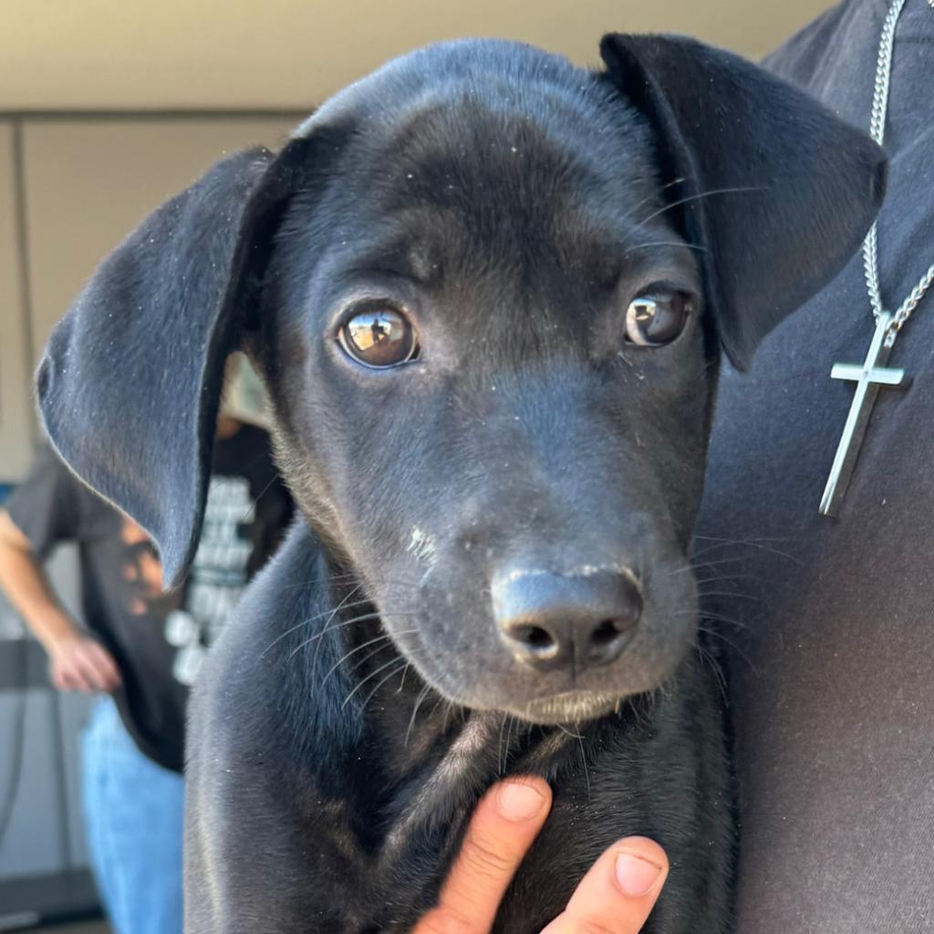 adoptable Dog in Kanab, UT named Sora