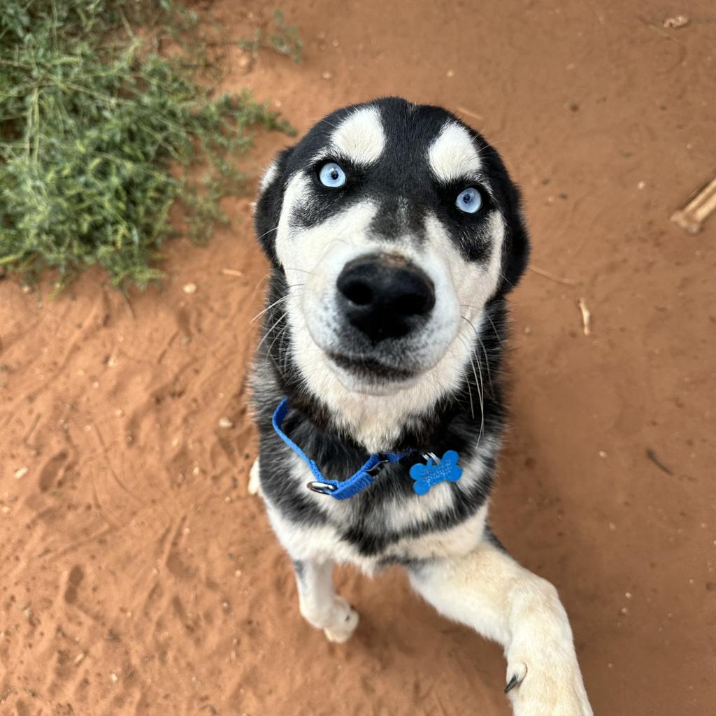 adoptable Dog in Kanab, UT named Weeble