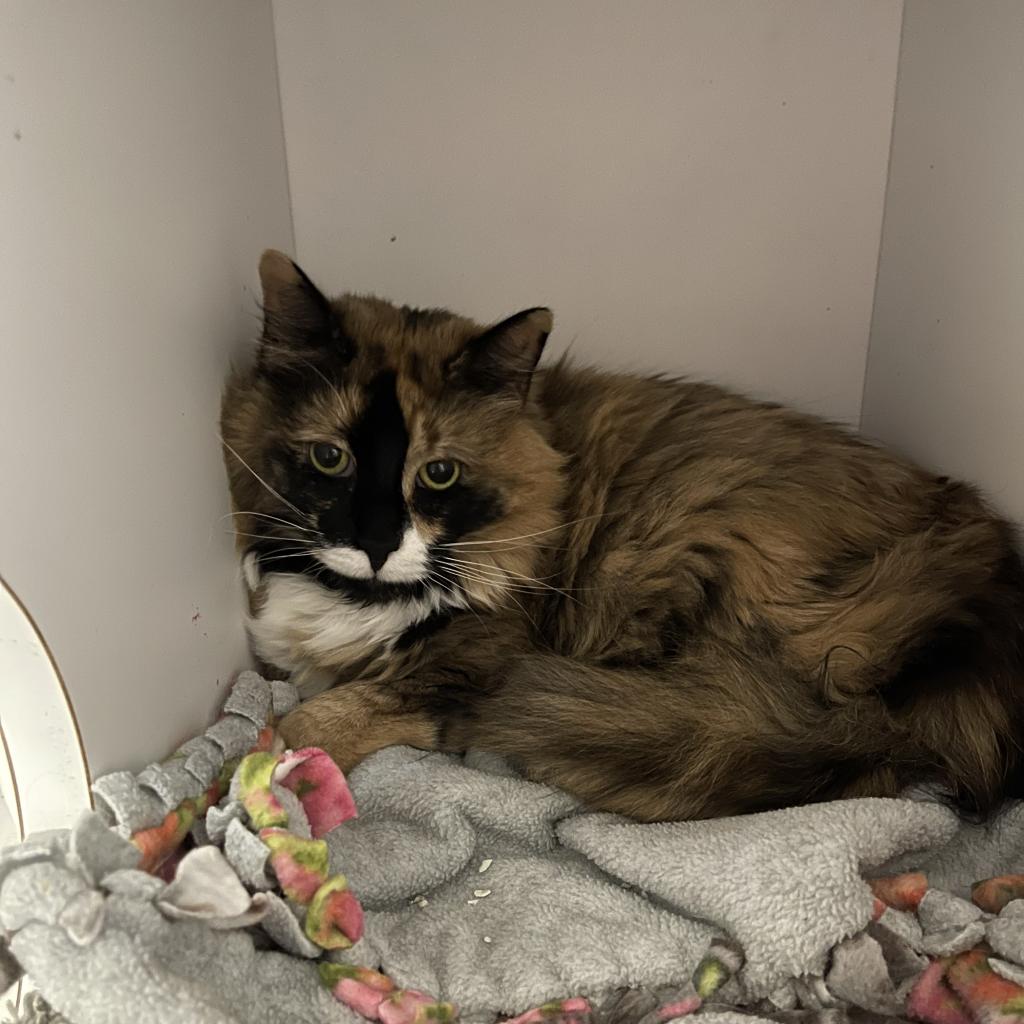 adoptable Cat in Kanab, UT named Maisie