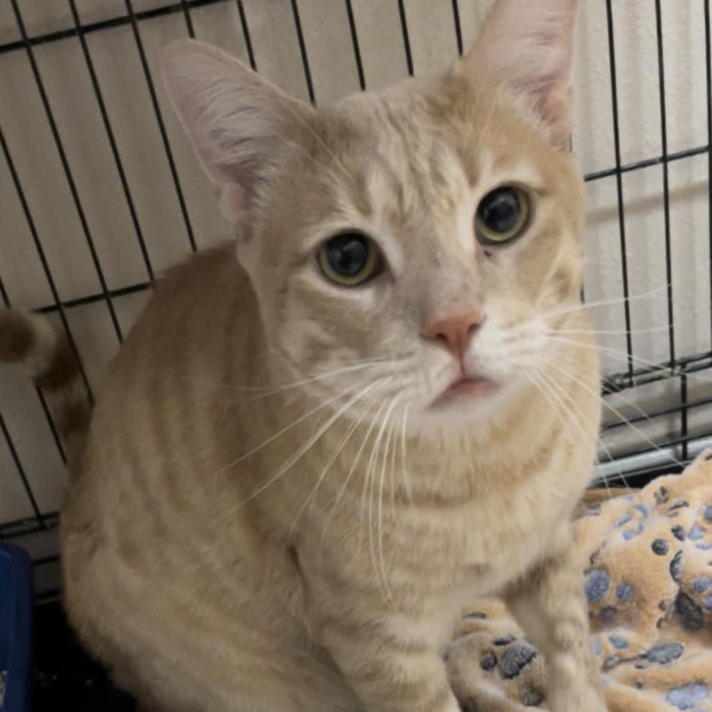 adoptable Cat in Kanab, UT named Vlad