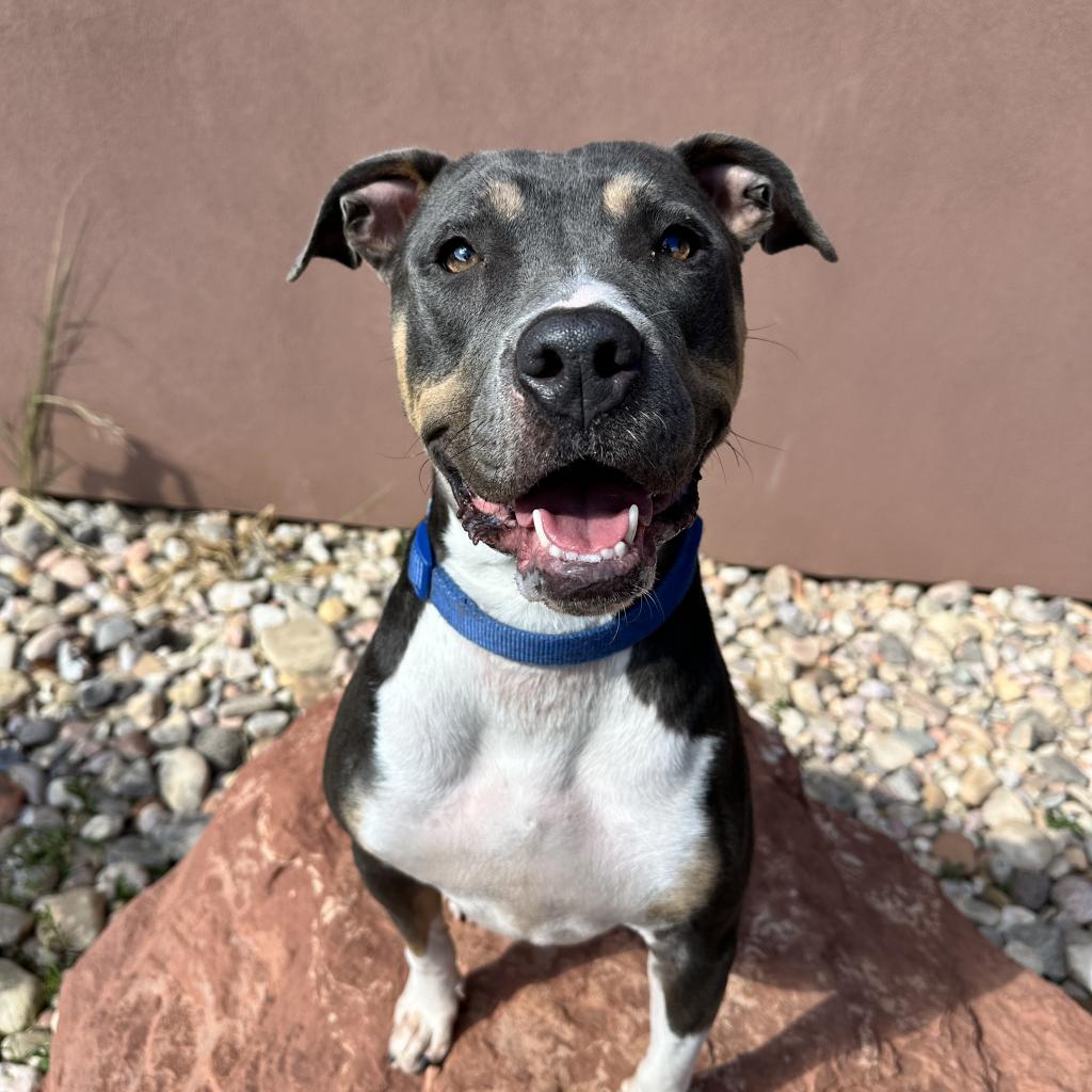 adoptable Dog in Kanab, UT named Kamri