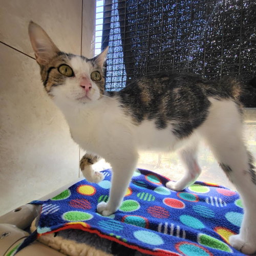 Maddy, Adult Domestic Short Hair, cat for adoption in Kanab, Utah