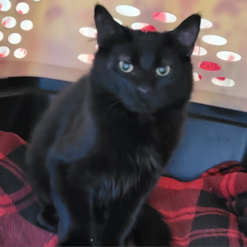 Trader Joe, Young Domestic Medium Hair, cat for adoption in Kanab, Utah