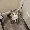 adoptable Cat in kanab, UT named Hippo-Cat-Tamus