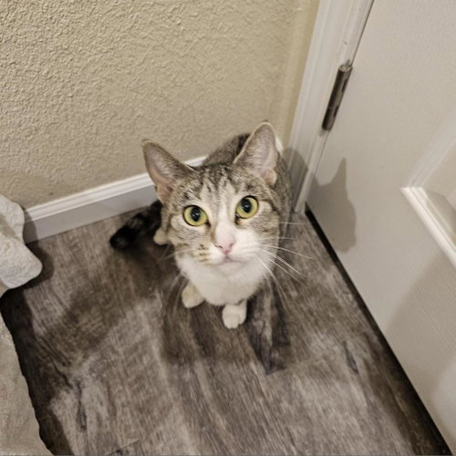 Hippo-Cat-Tamus, Young Domestic Short Hair, cat for adoption in Kanab, Utah