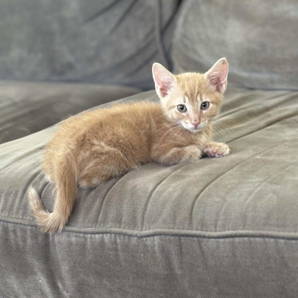 adoptable Cat in Kanab, UT named Sunkist