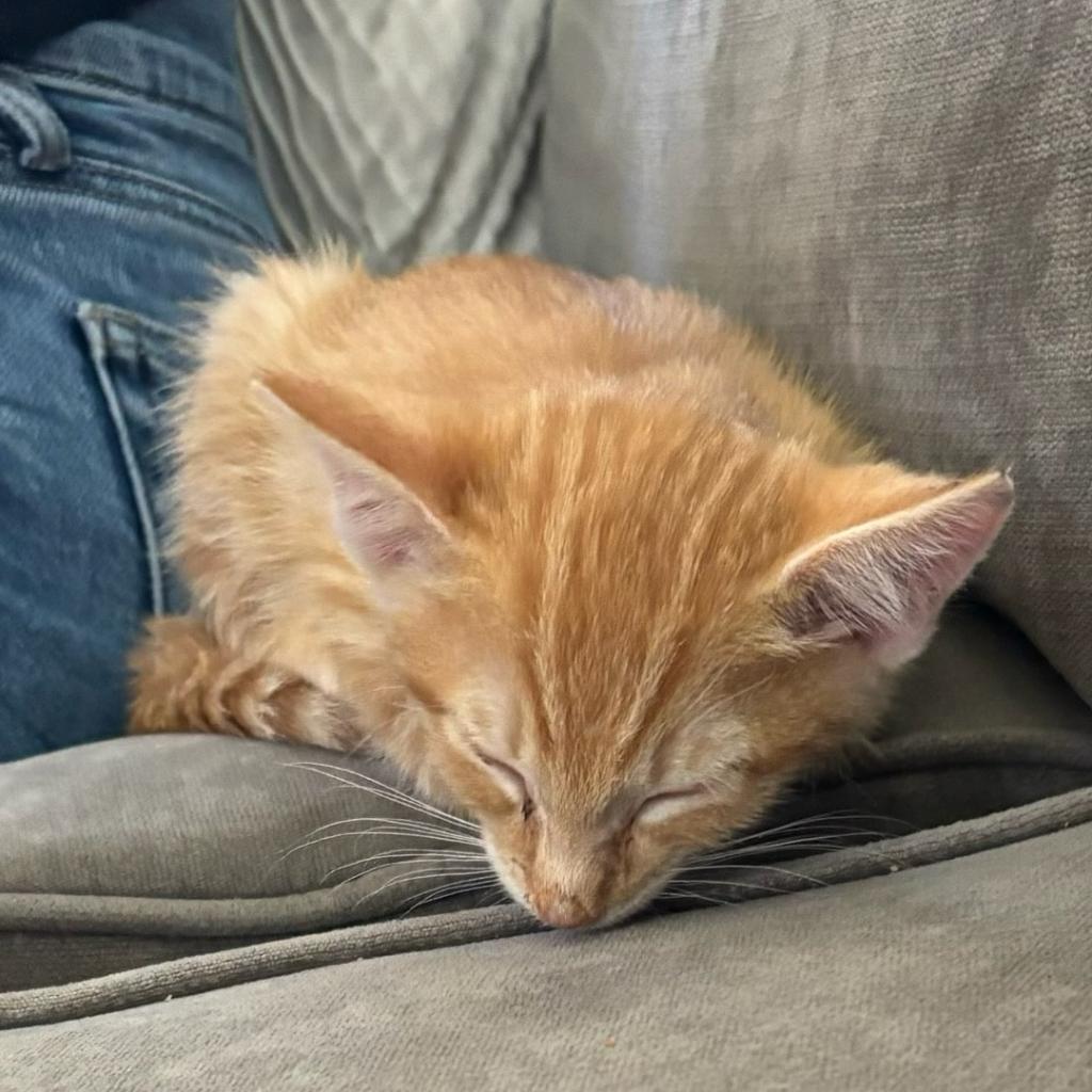 adoptable Cat in Kanab, UT named Fanta