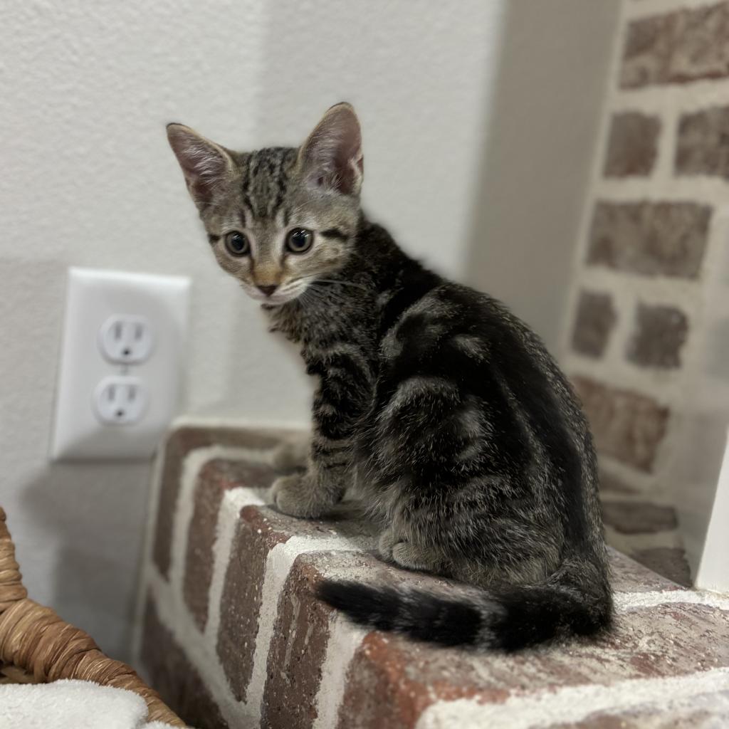 adoptable Cat in Kanab, UT named Crush