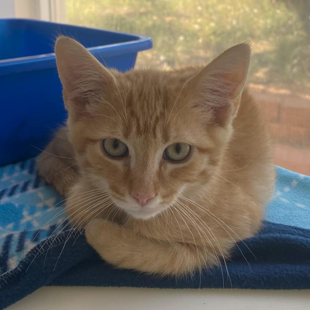 adoptable Cat in Kanab, UT named Lockheed