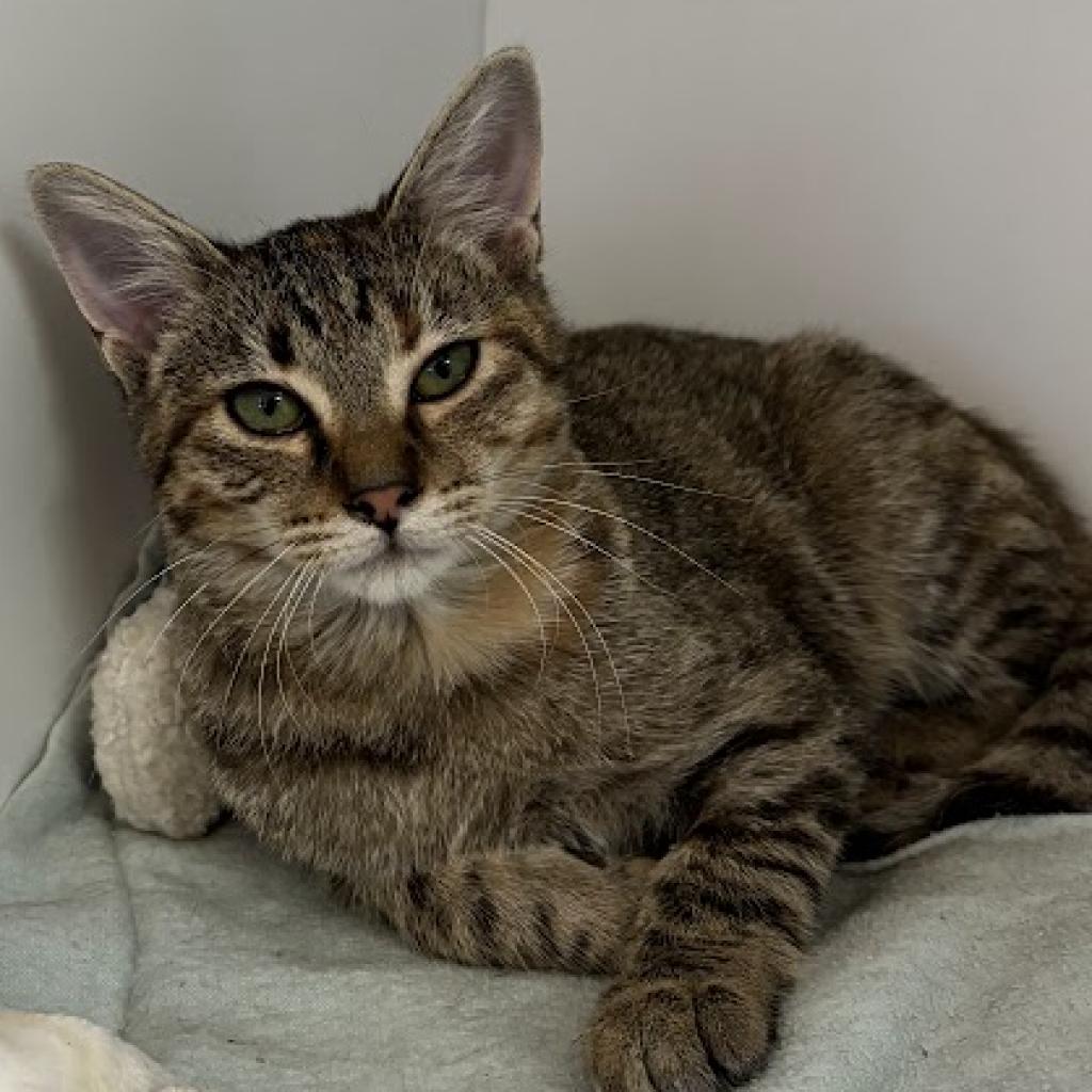 adoptable Cat in Kanab, UT named Pandora