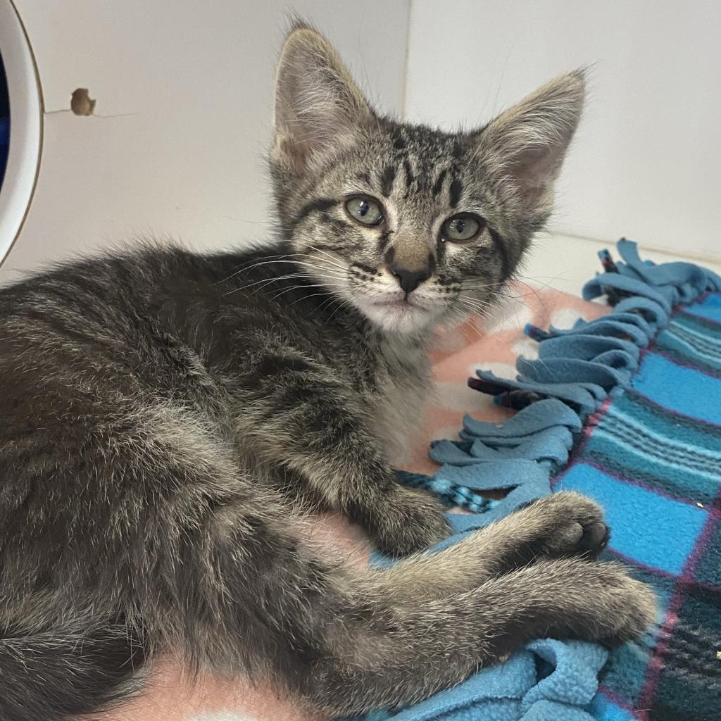 adoptable Cat in Kanab, UT named Avant