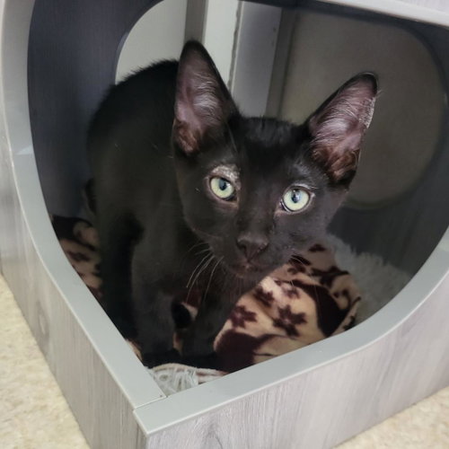 Boston, Baby Domestic Short Hair, cat for adoption in Kanab, Utah