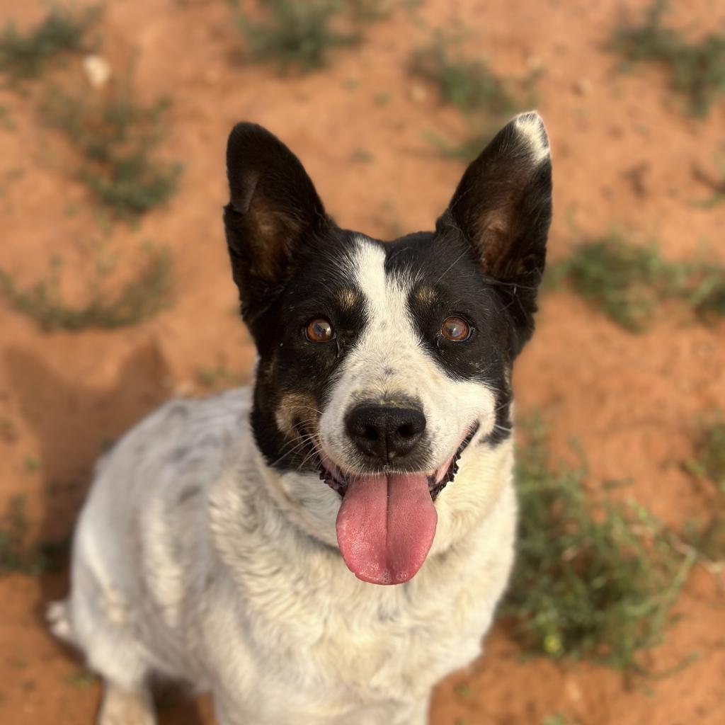 adoptable Dog in Kanab, UT named Etta