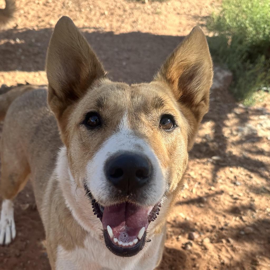 adoptable Dog in Kanab, UT named Coachella