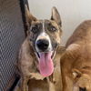 adoptable Dog in , UT named Bonnaroo