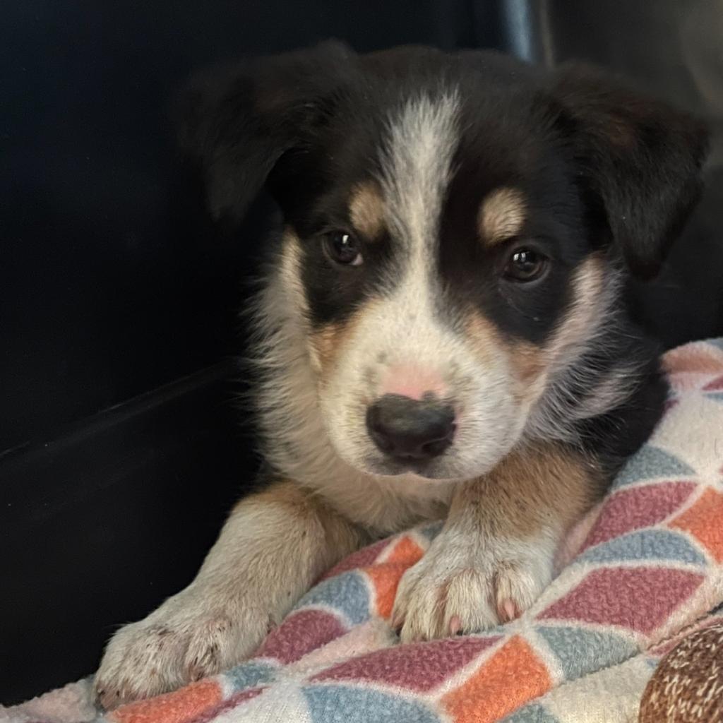 adoptable Dog in Kanab, UT named Gerbil