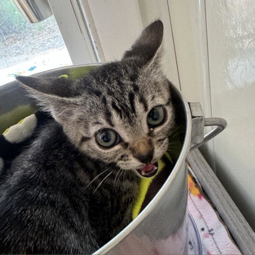 Yubaba, Baby Domestic Medium Hair, cat for adoption in Kanab, Utah