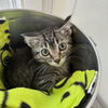 adoptable Cat in  named Kaonashi