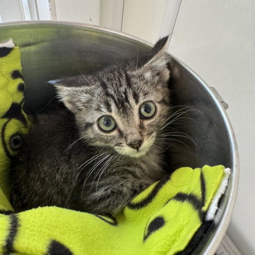 Kaonashi, Baby Domestic Medium Hair, cat for adoption in Kanab, Utah
