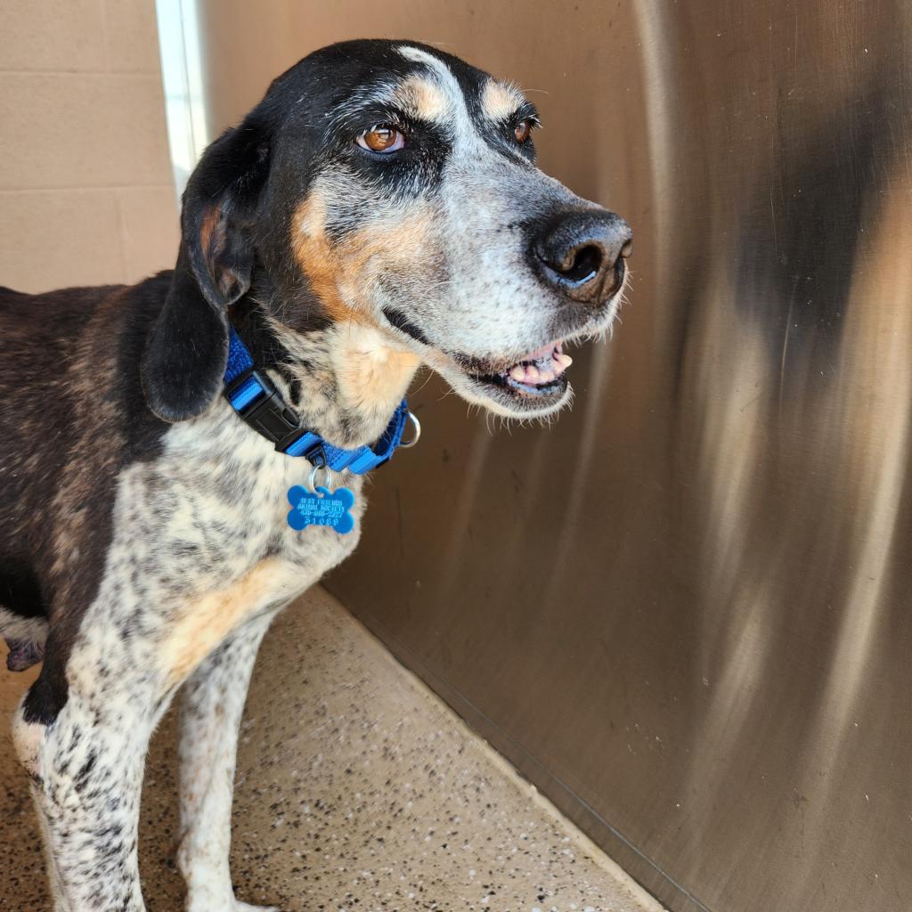 adoptable Dog in Kanab, UT named Aphrodite