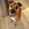 adoptable Dog in , UT named Hermes