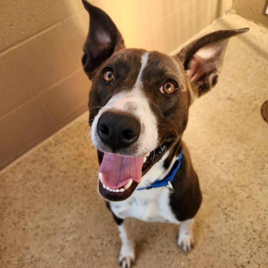 adoptable Dog in Kanab, UT named Poseidon