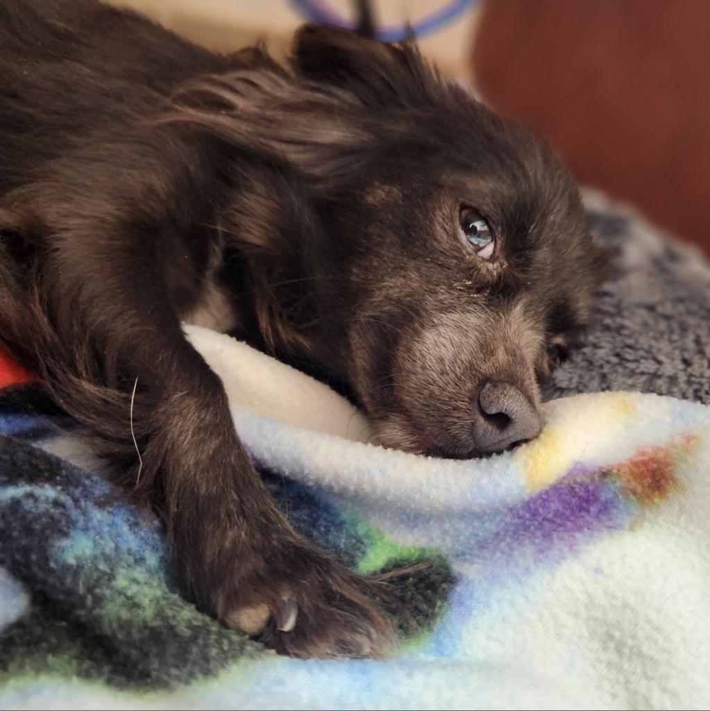 adoptable Dog in Kanab, UT named Sea Turtle