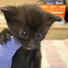 adoptable Cat in kanab, UT named Massachusetts