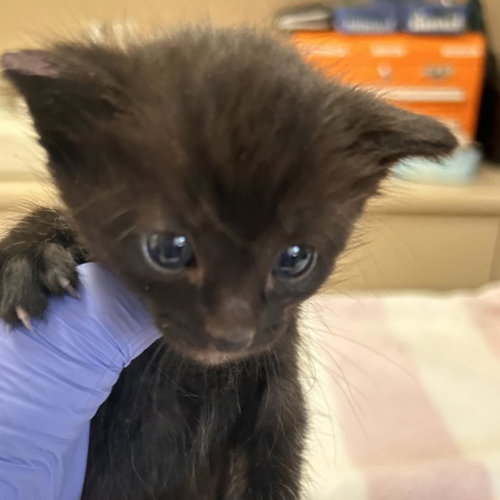 Massachusetts, Baby Domestic Short Hair, cat for adoption in Kanab, Utah