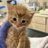 adoptable Cat in kanab, UT named Nevada