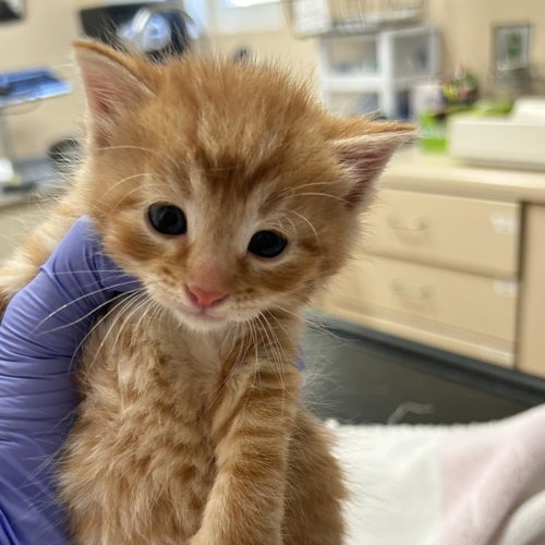 Nevada, Baby Domestic Medium Hair, cat for adoption in Kanab, Utah