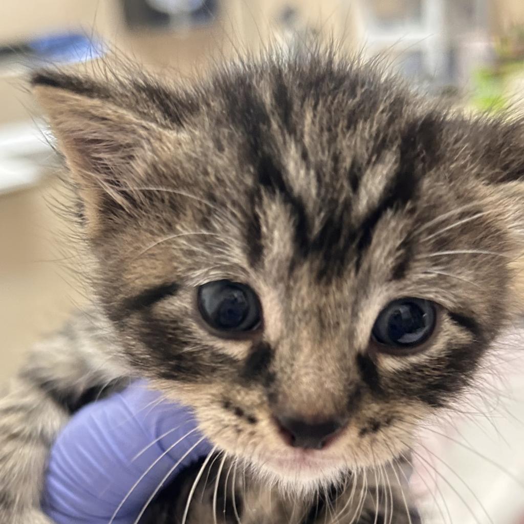 adoptable Cat in Kanab, UT named Pennsylvania