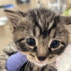 adoptable Cat in  named Pennsylvania