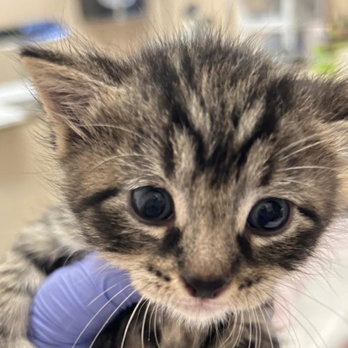 Pennsylvania, Baby Domestic Medium Hair, cat for adoption in Kanab, Utah