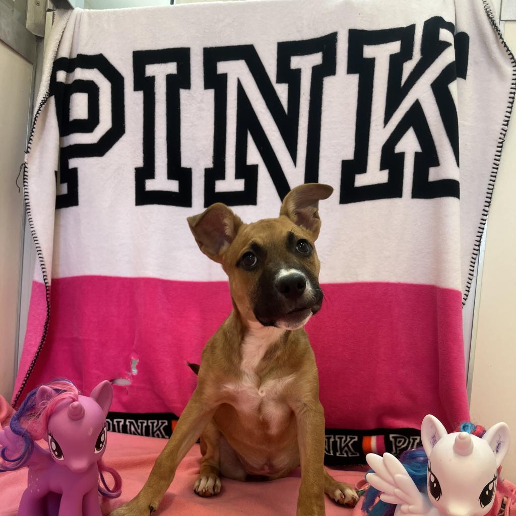 adoptable Dog in Kanab, UT named Pink Pony