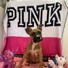 adoptable Dog in  named Pink Pony