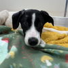 adoptable Dog in , UT named Gromet