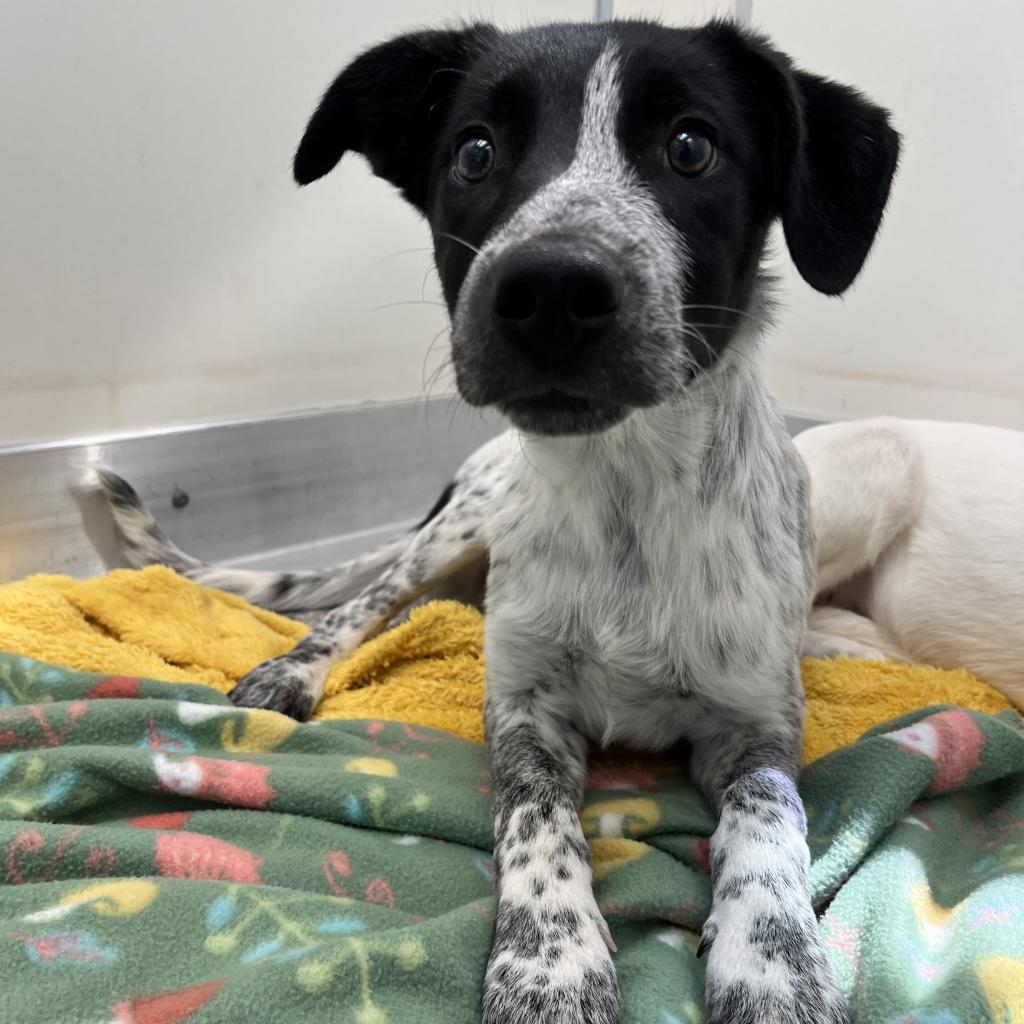 adoptable Dog in Kanab, UT named Wallace